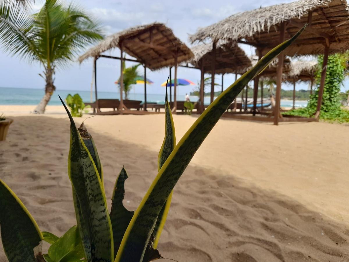 Golden Beach Chalets Arugam Bay Exteriér fotografie